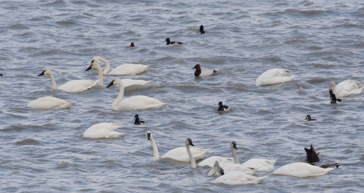 Tundra Swan - ML317451011