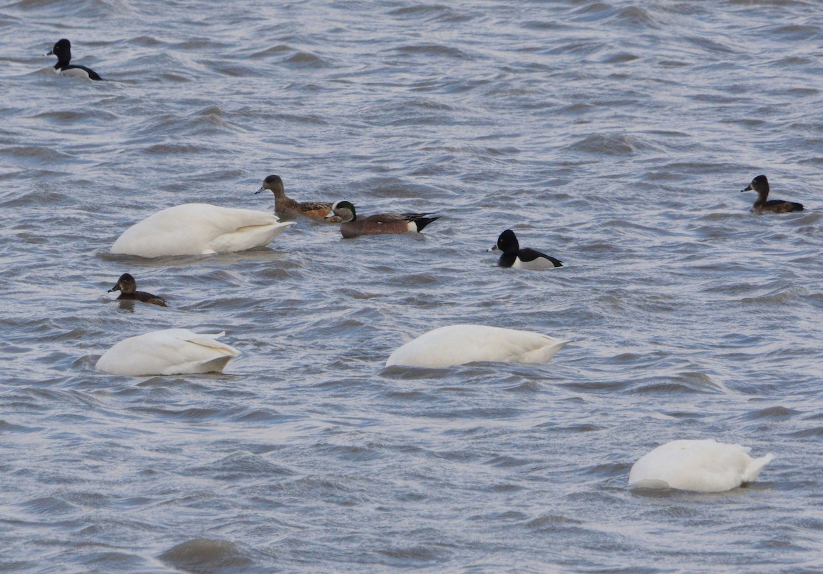 American Wigeon - John Gordinier