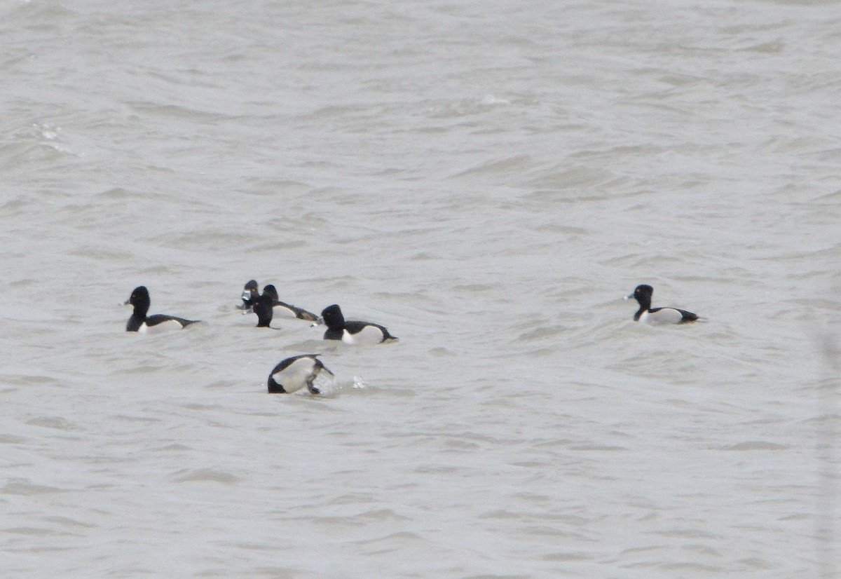 Ring-necked Duck - ML317451321