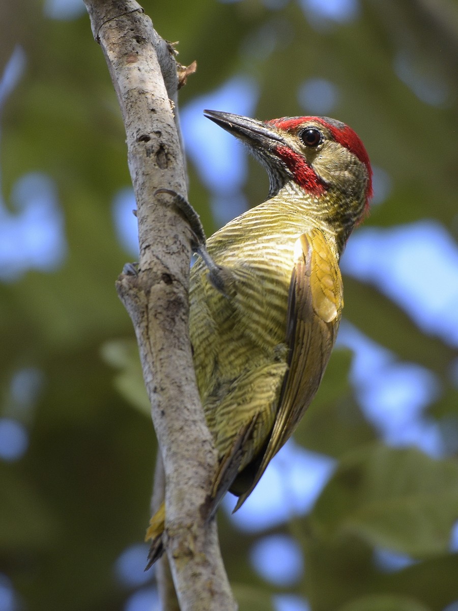 Golden-olive Woodpecker - Carlos Echeverría