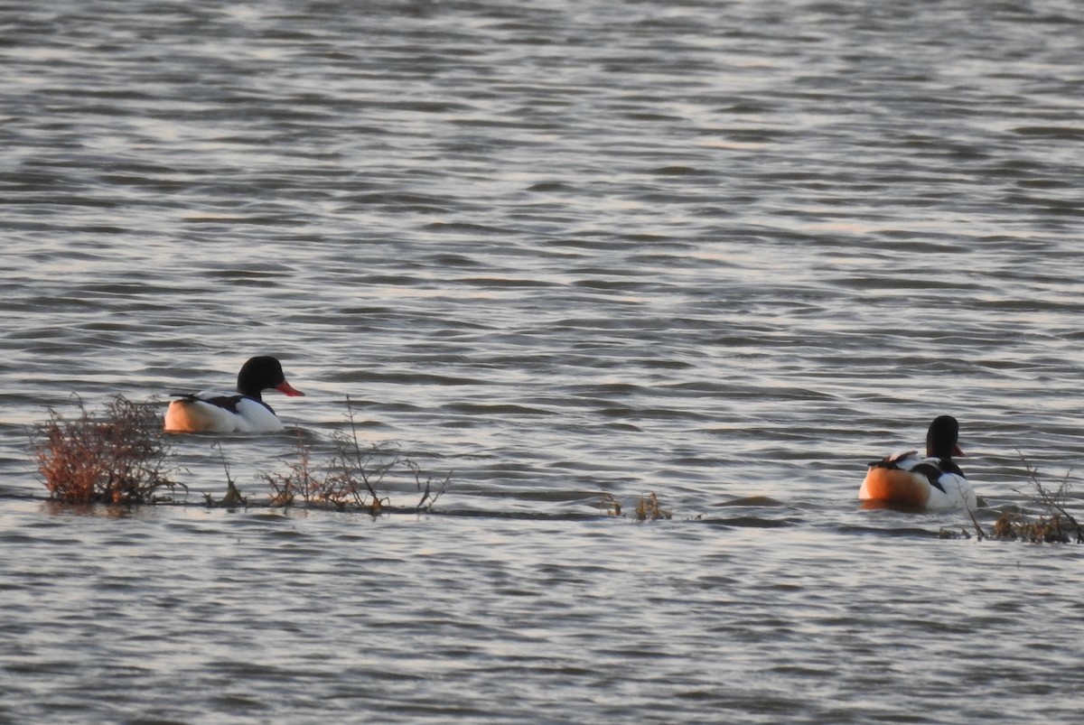 Common Shelduck - ML317453211