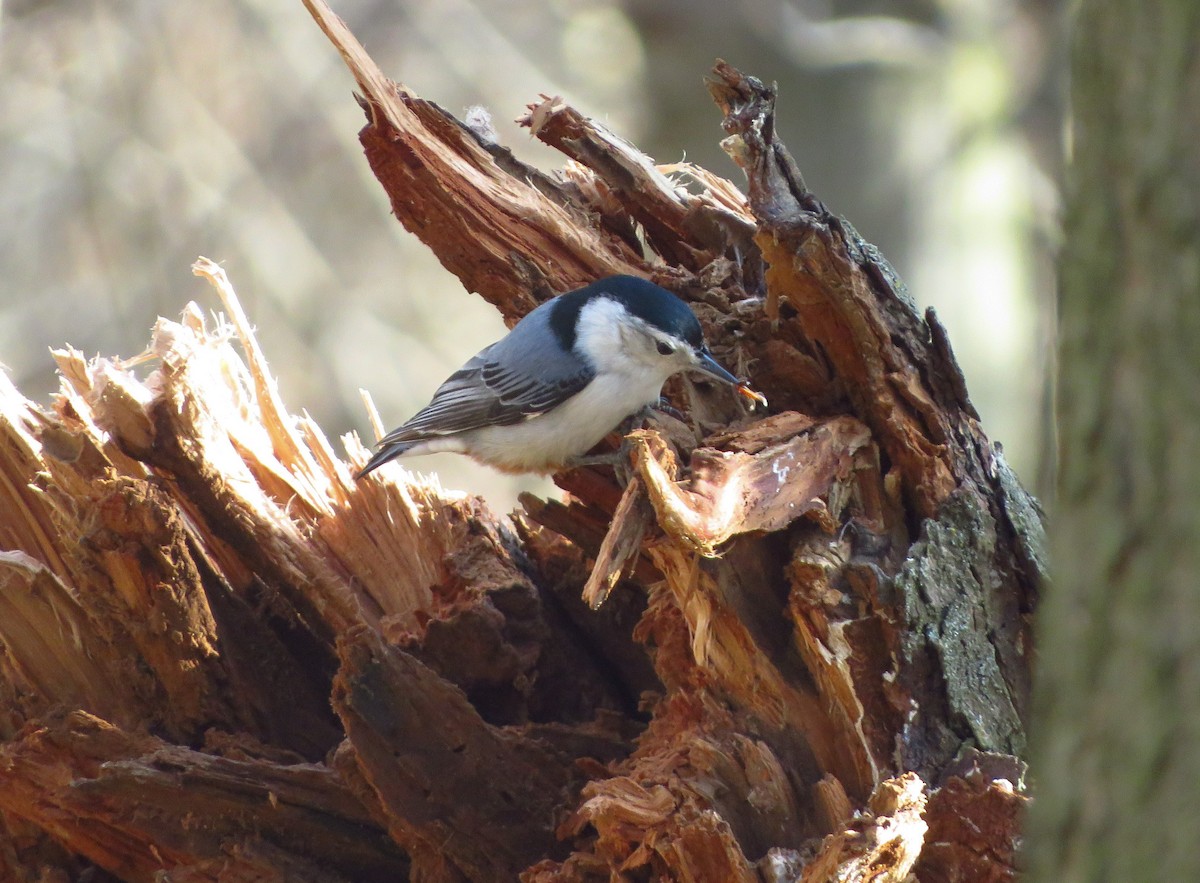 White-breasted Nuthatch - ML317453261