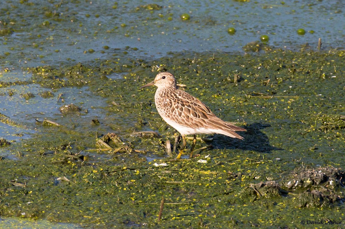 Bécasseau à poitrine cendrée - ML31745401