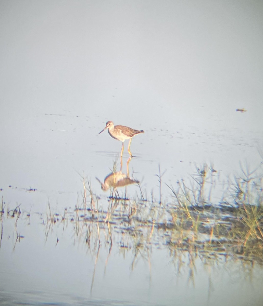 Greater Yellowlegs - ML317454391