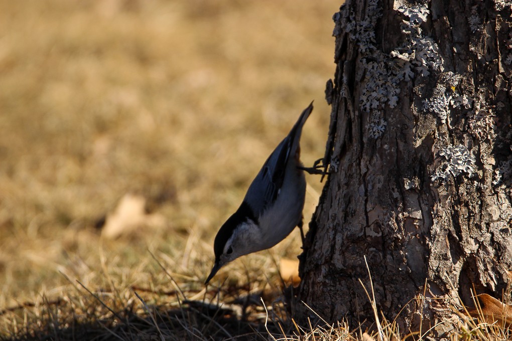 White-breasted Nuthatch - ML317454611