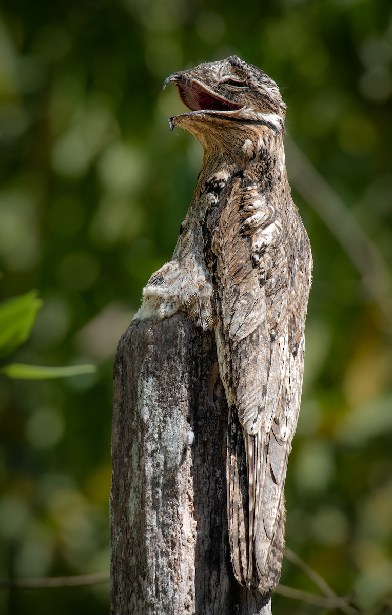 Common Potoo - ML317454891