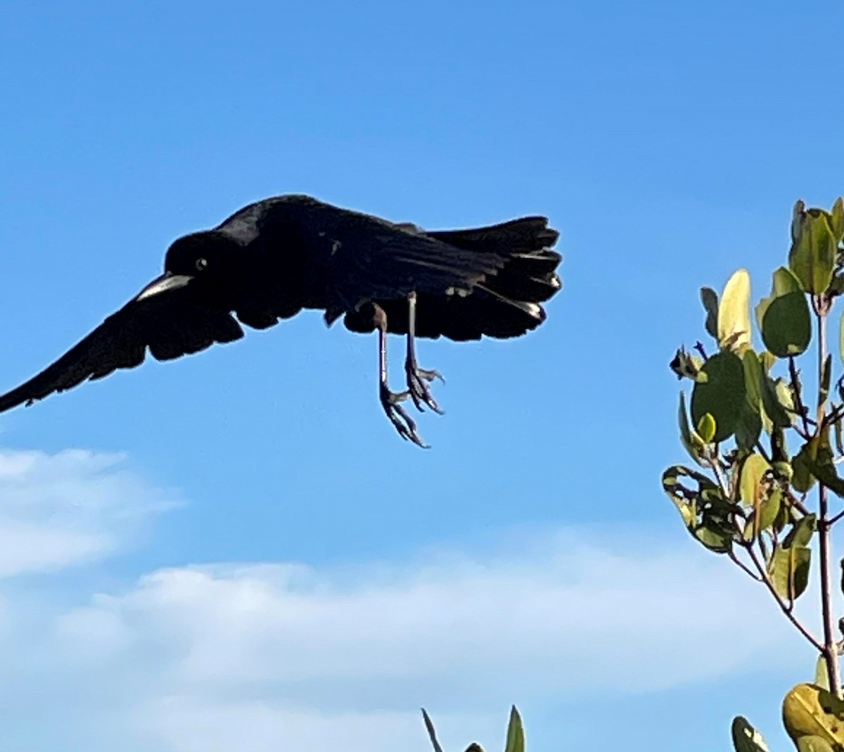 Boat-tailed Grackle - ML317455151