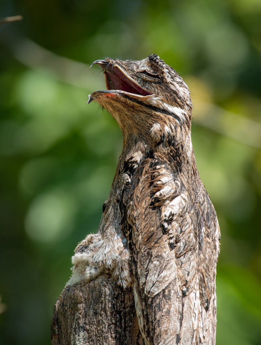 Common Potoo - ML317455161