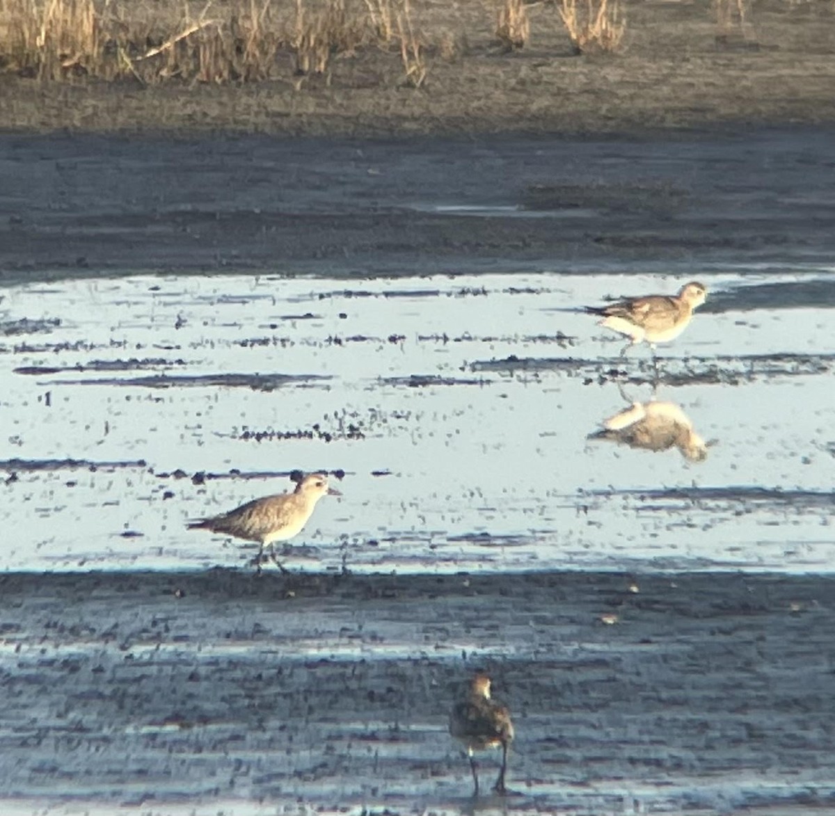 Black-bellied Plover - ML317455261