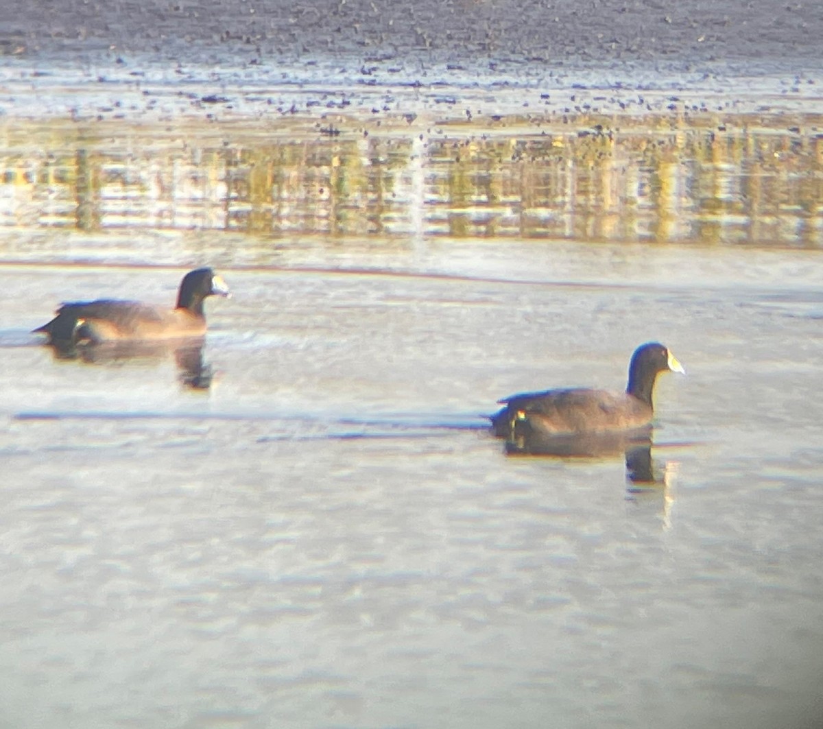 American Coot - ML317455871