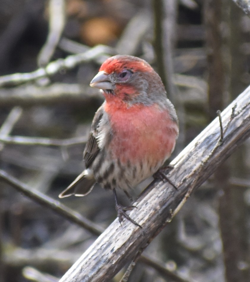 House Finch - M. Rogers