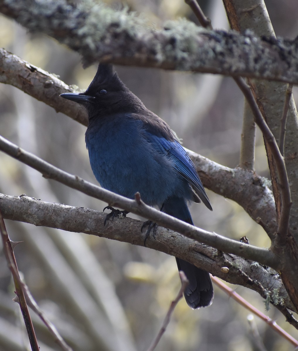 Steller's Jay - ML317456171