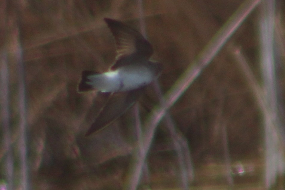 Northern Rough-winged Swallow - ML317456241