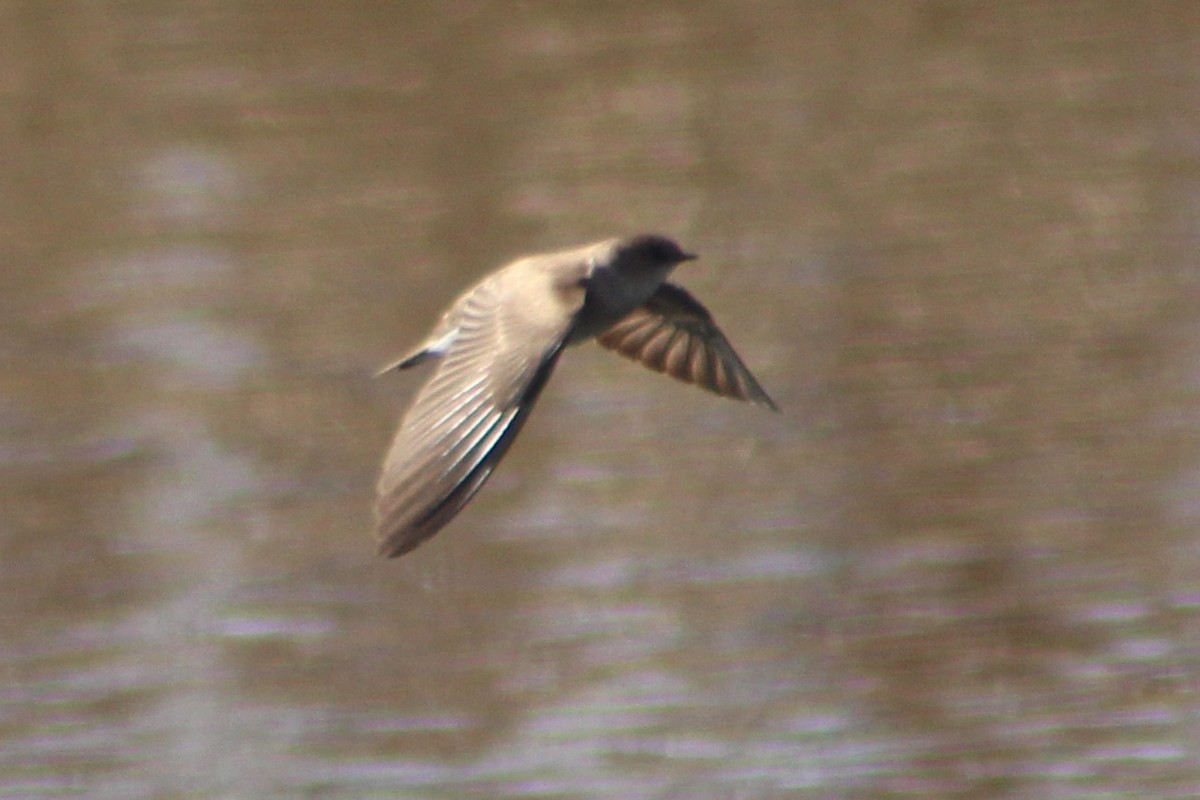 Northern Rough-winged Swallow - ML317456251
