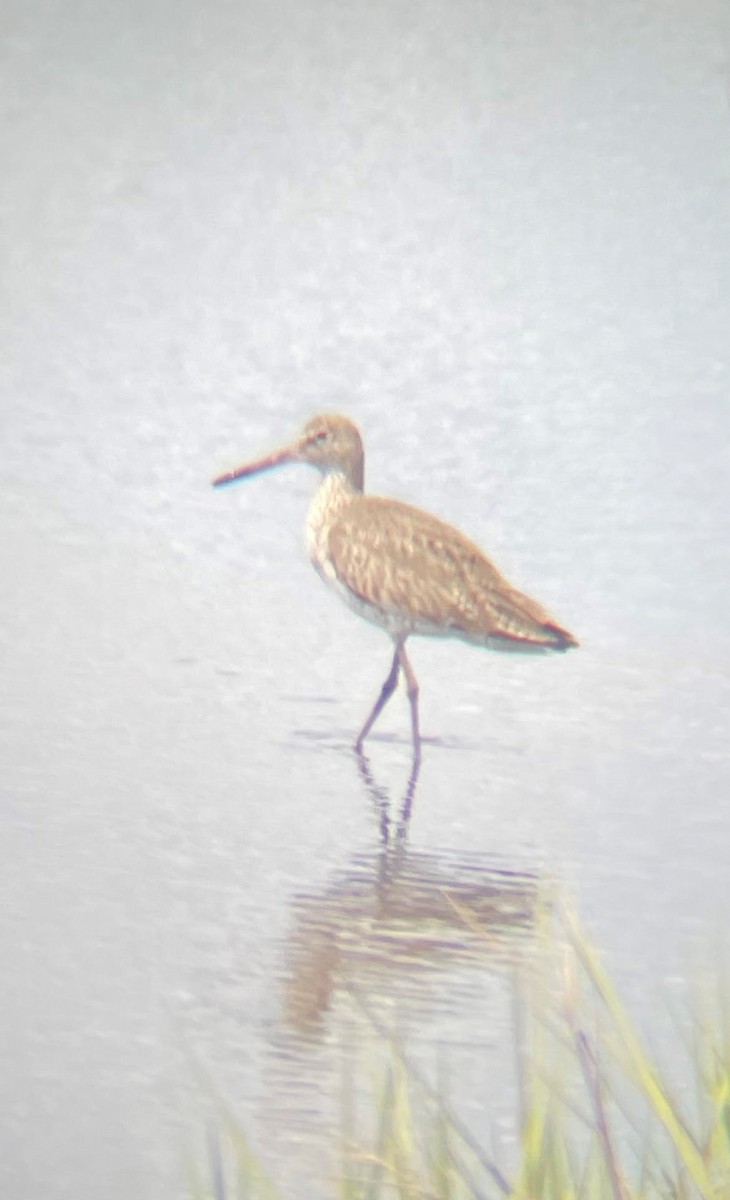 Willet - ML317456991