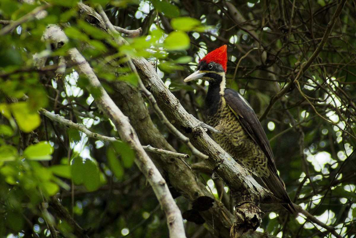 Lineated Woodpecker - ML317457531