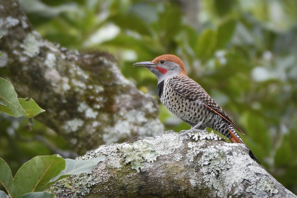 Northern Flicker (Guatemalan) - ML317458451