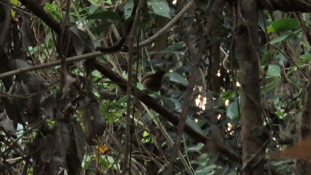 Dark-fronted Babbler - ML317462881