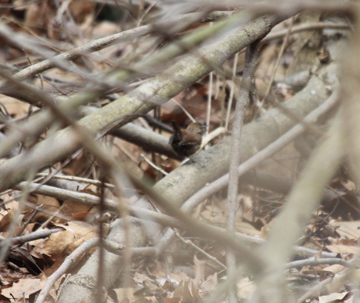 Winter Wren - ML317463591