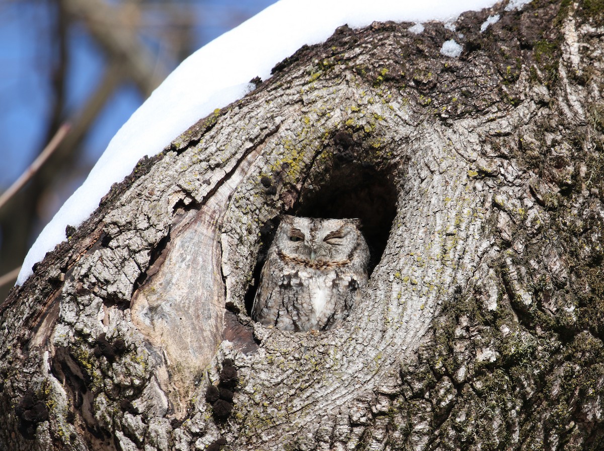 Eastern Screech-Owl - ML317465371