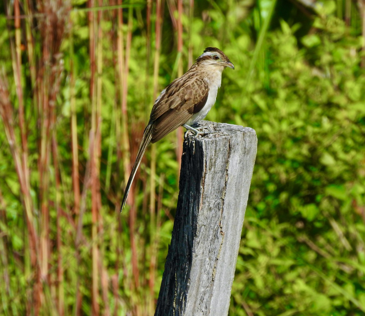 Striped Cuckoo - Mateo Bohringer