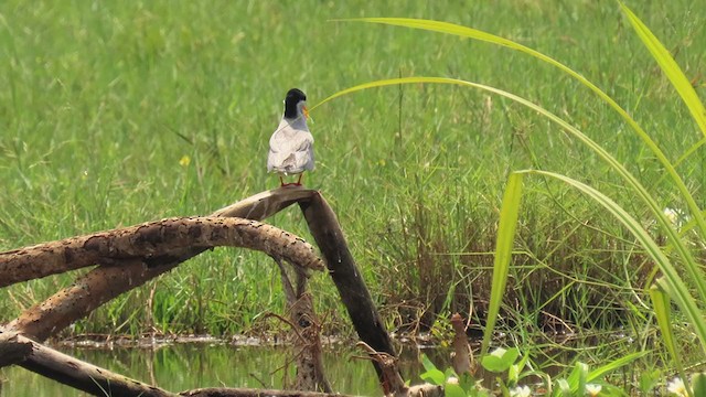 River Tern - ML317466561