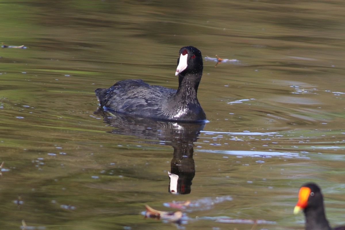 American Coot - ML317466881