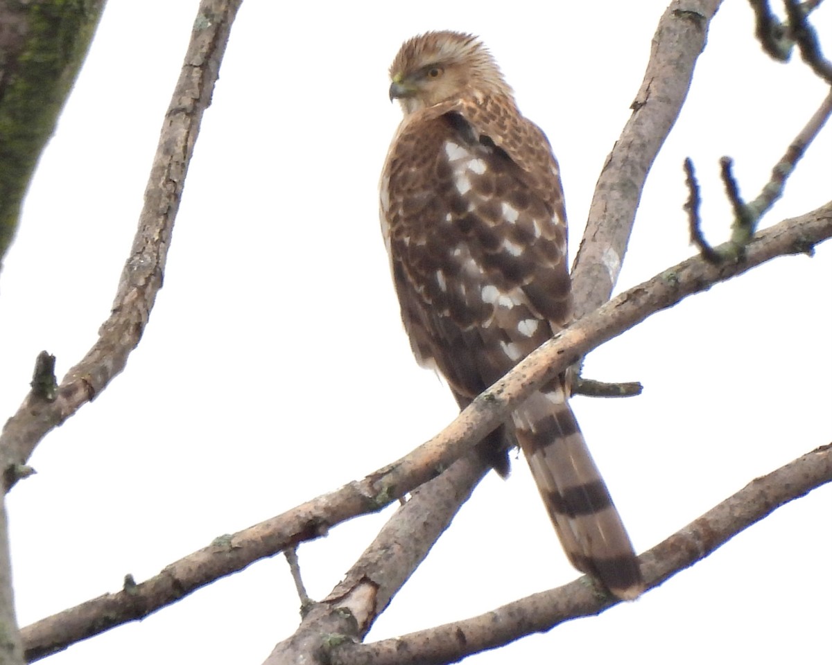 Cooper's Hawk - ML317467641