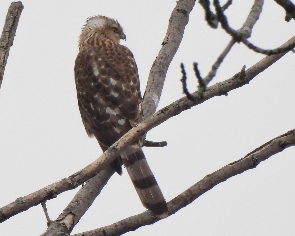 Cooper's Hawk - ML317467651
