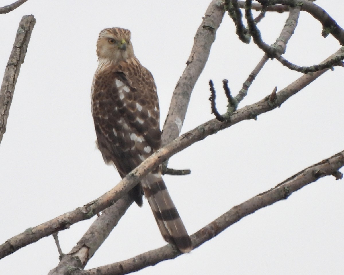 Cooper's Hawk - ML317467661
