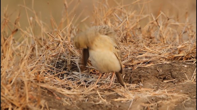 Tawny Pipit - ML317469581