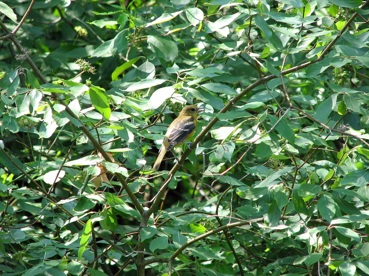 Orchard Oriole - ML317470601