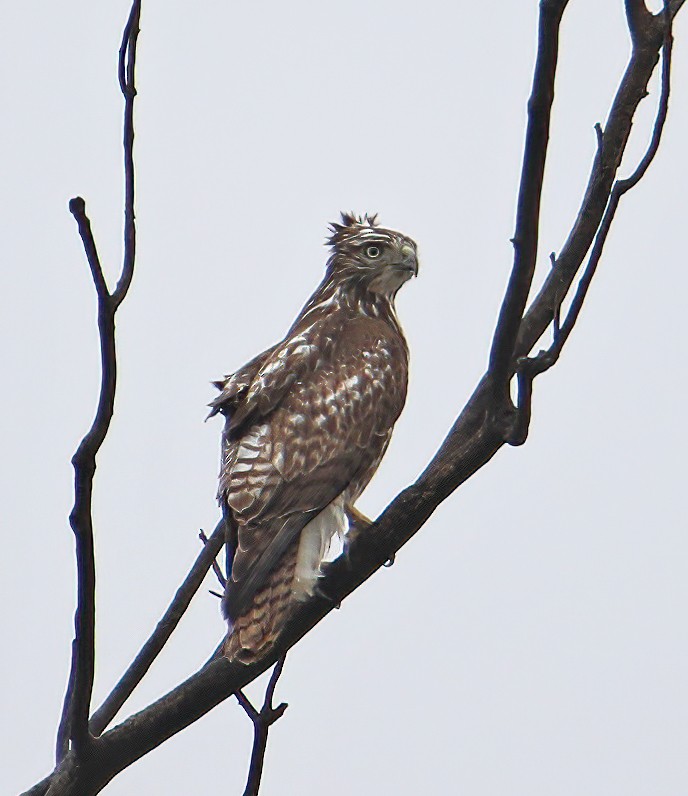 Red-tailed Hawk - Elizabeth Winter