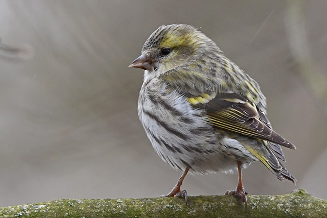 Eurasian Siskin - ML317470701