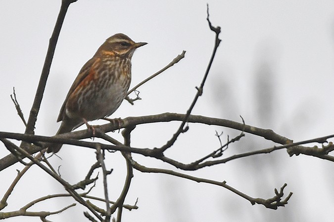 Redwing - ML317470821