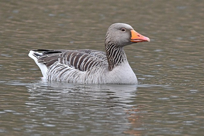 Graylag Goose - ML317471751