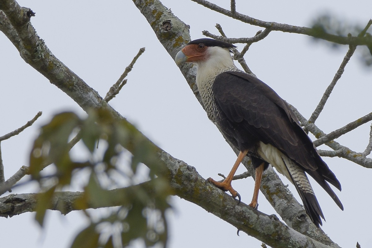 Crested Caracara (Northern) - ML317472871