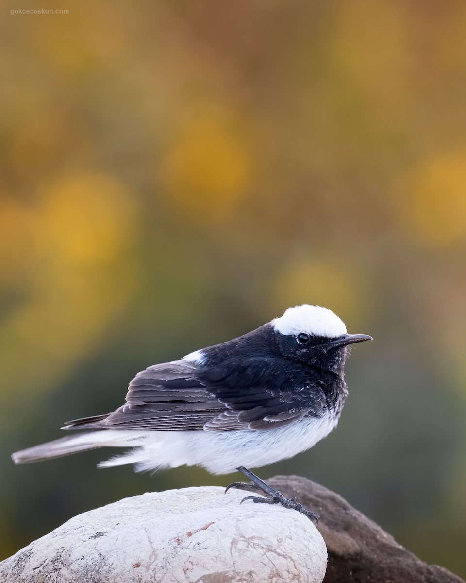 Hooded Wheatear - Gökçe Coşkun