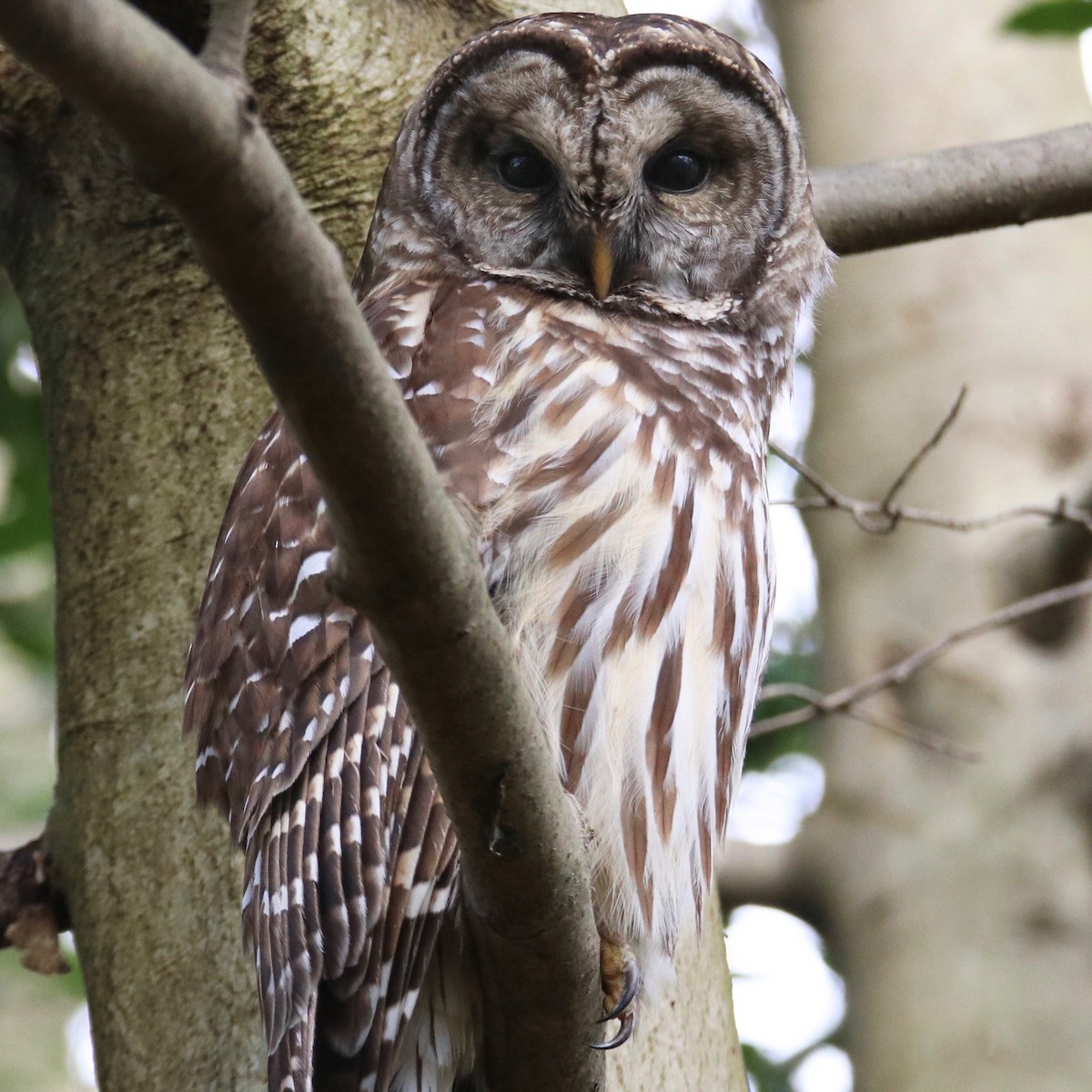 Barred Owl - ML317478101