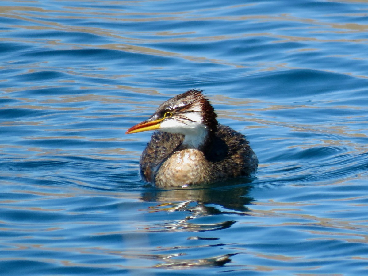 Titicaca Grebe - ML317478651