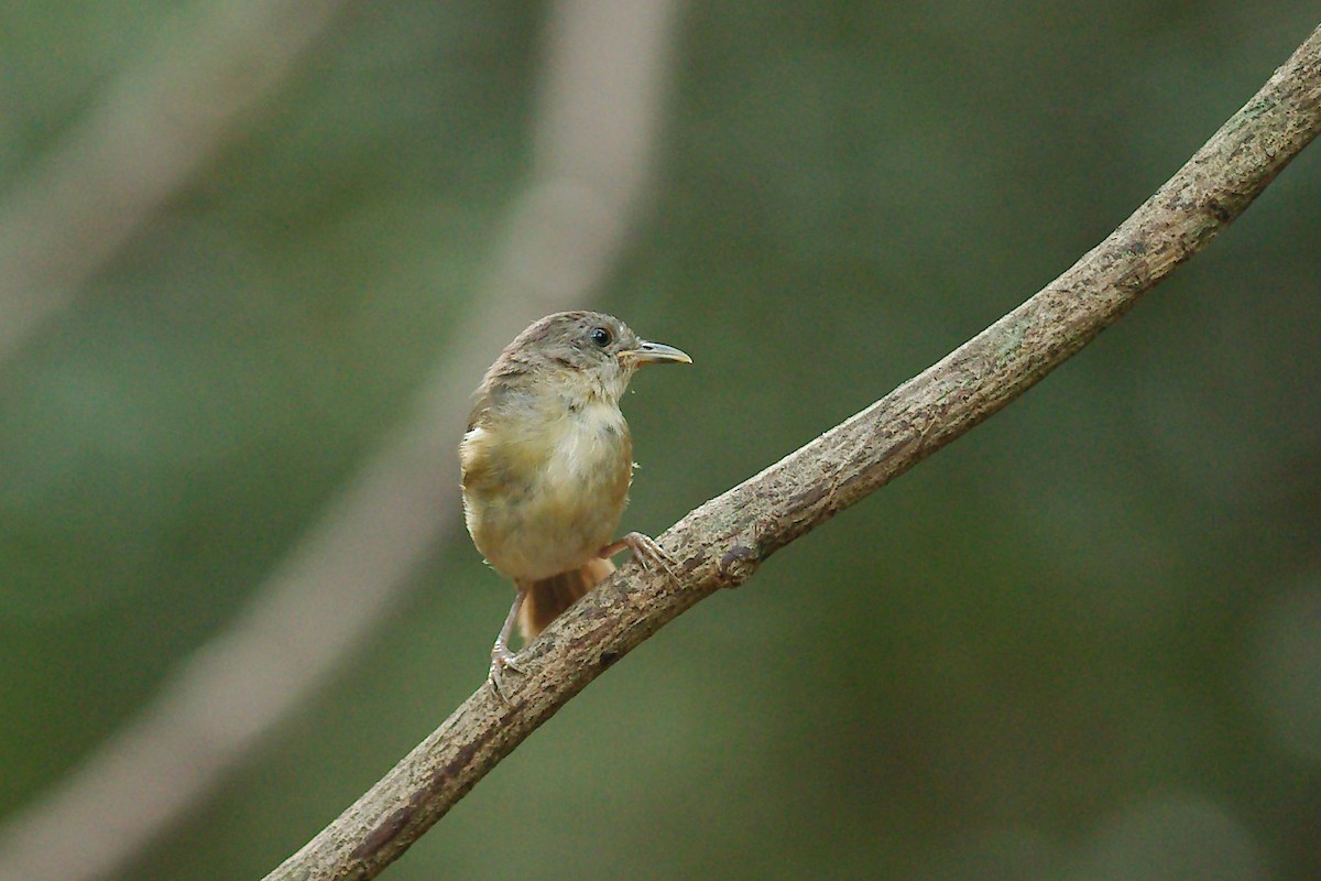 Abbott's Babbler - ML317483621