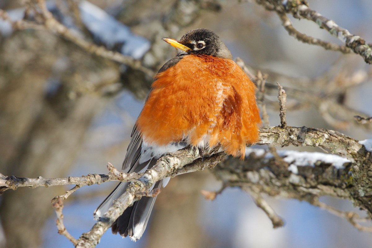 American Robin - ML317490541