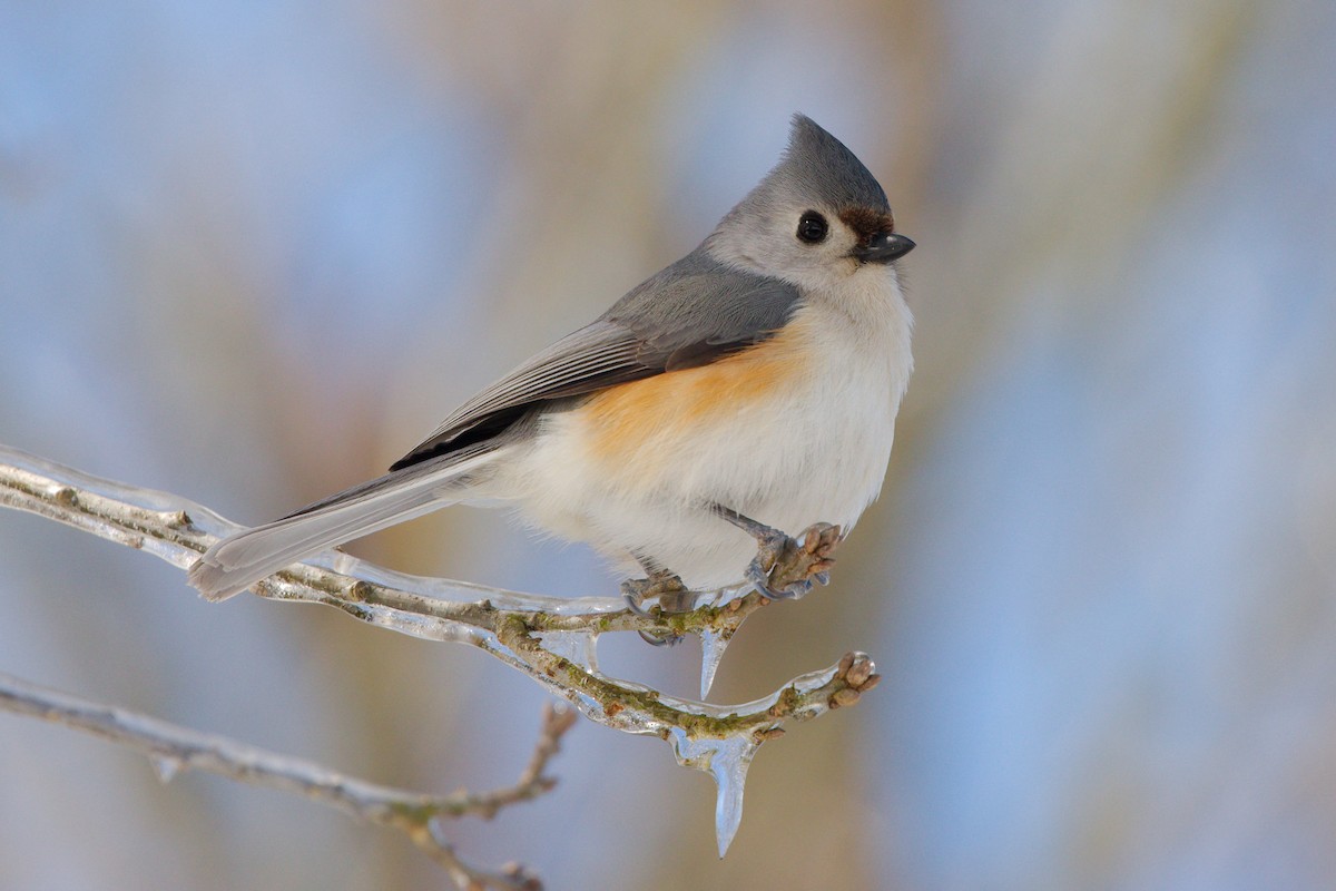 Tufted x Black-crested Titmouse (hybrid) - ML317492041