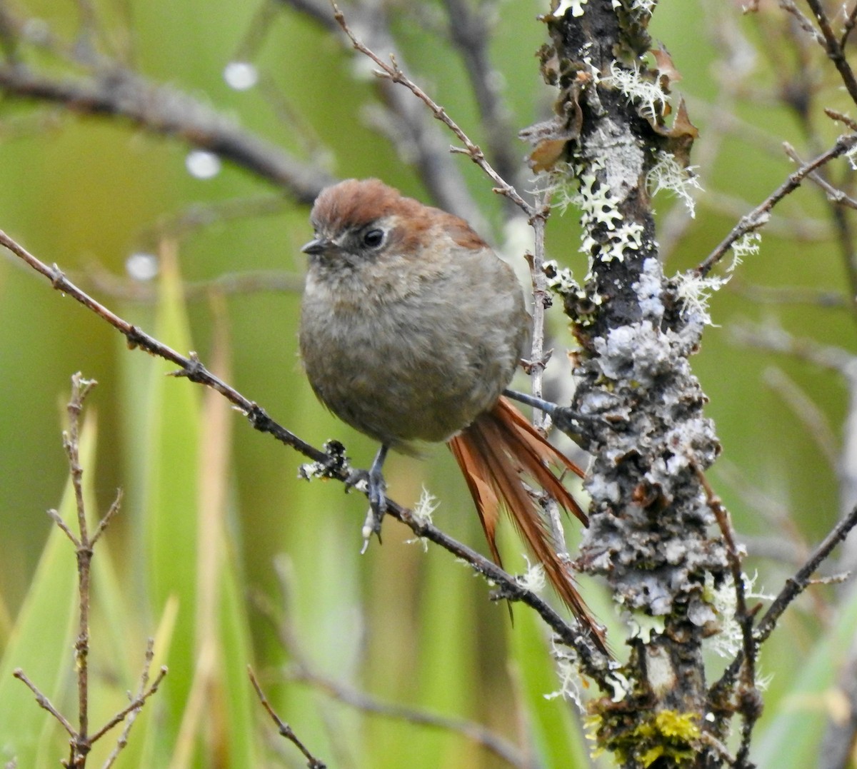 White-chinned Thistletail - ML317493131