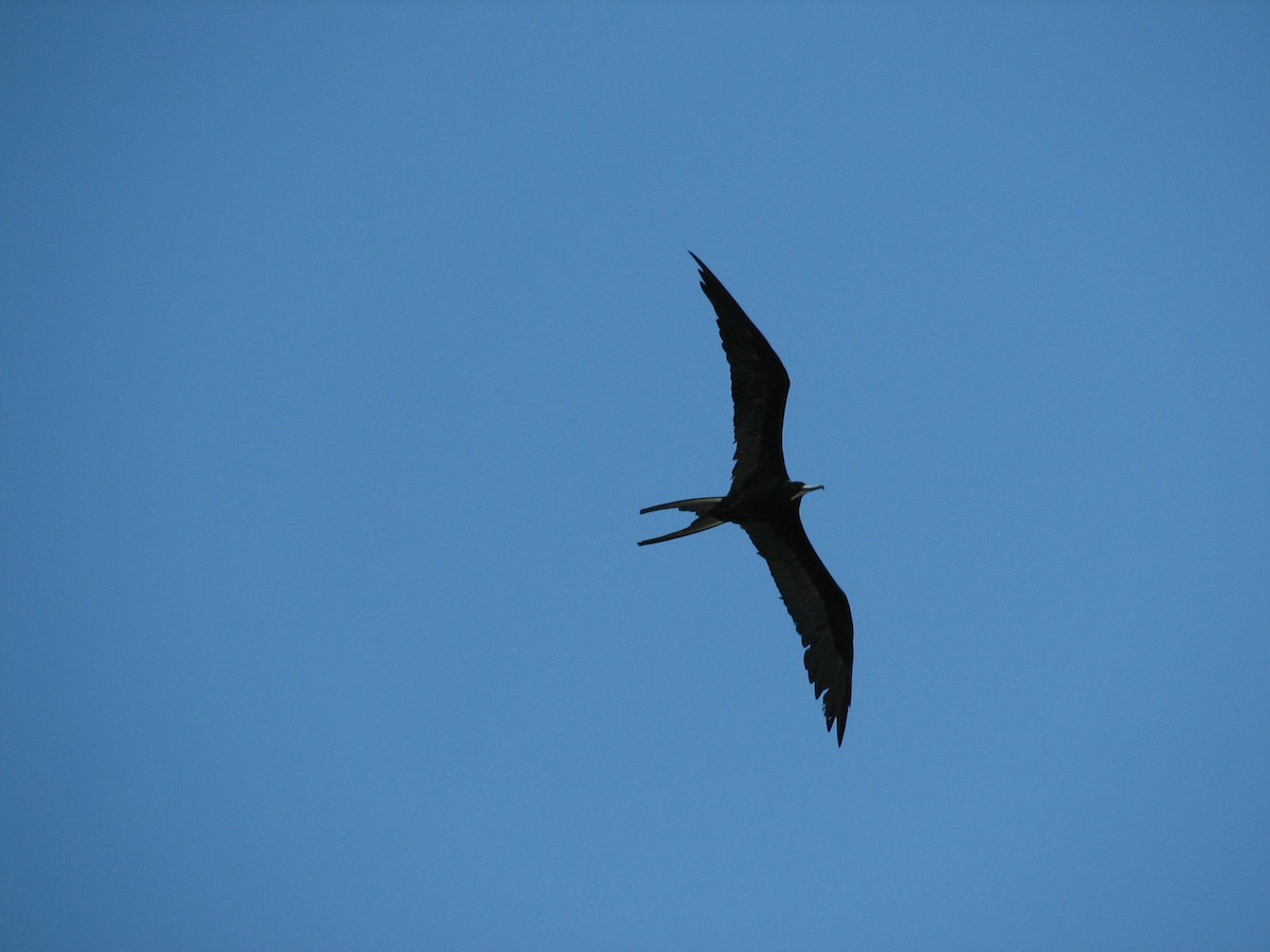 Magnificent Frigatebird - ML317494711