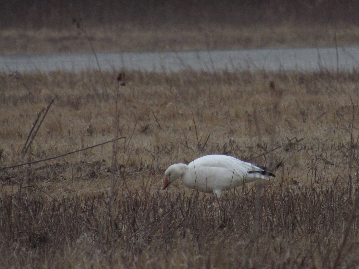 Snow Goose - ML317496711