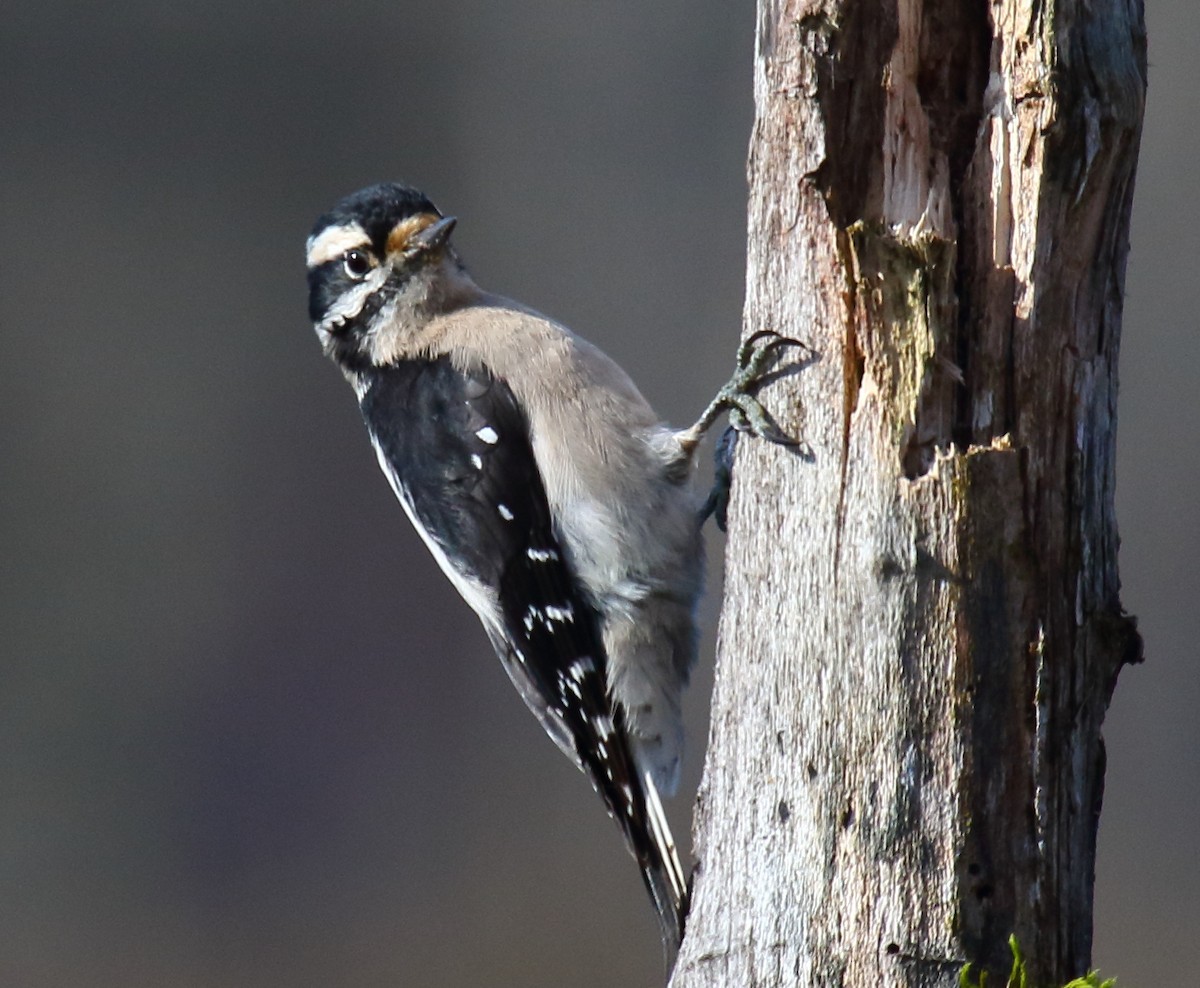 Downy Woodpecker - ML317497241