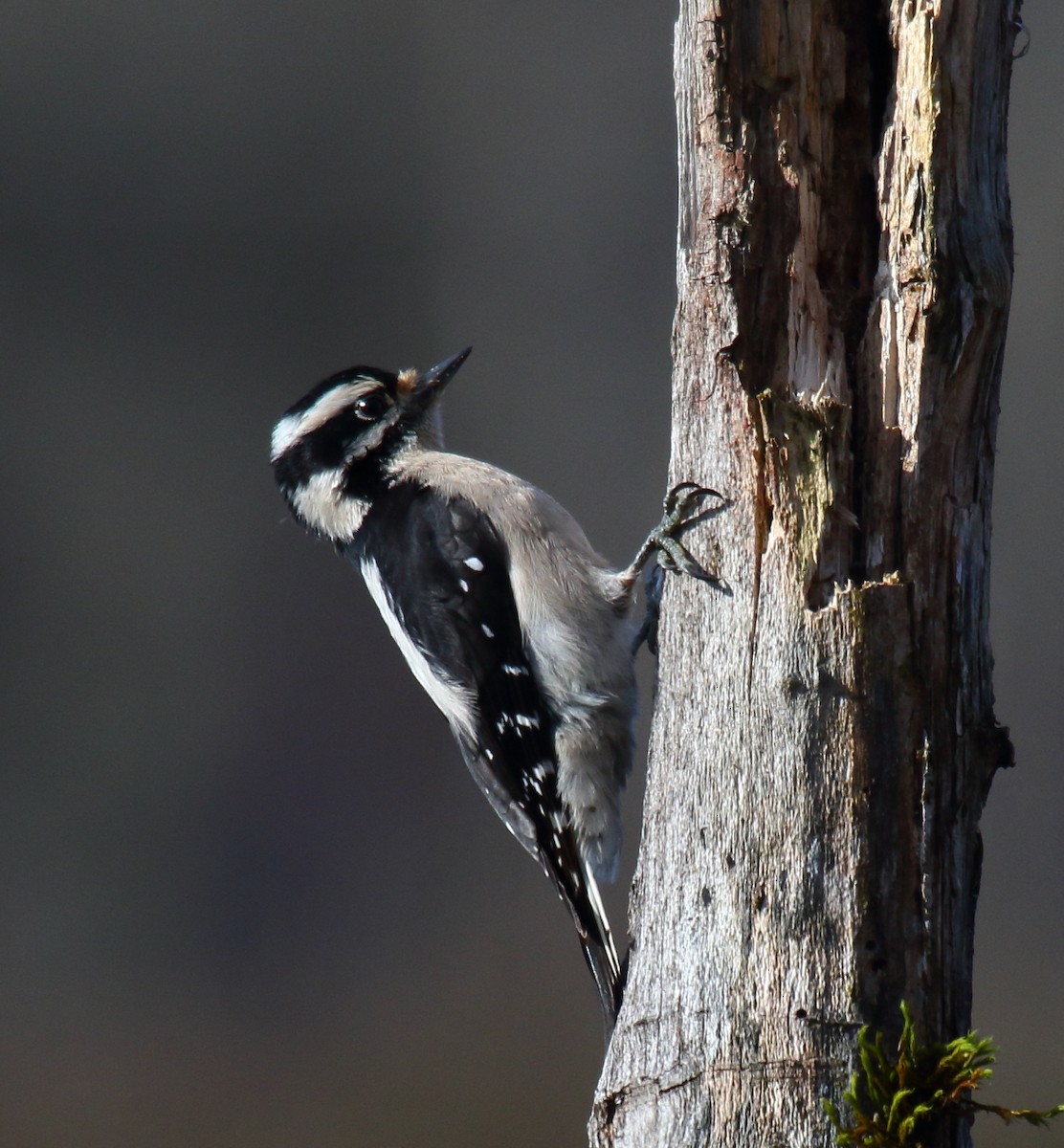 Downy Woodpecker - Greg Gillson