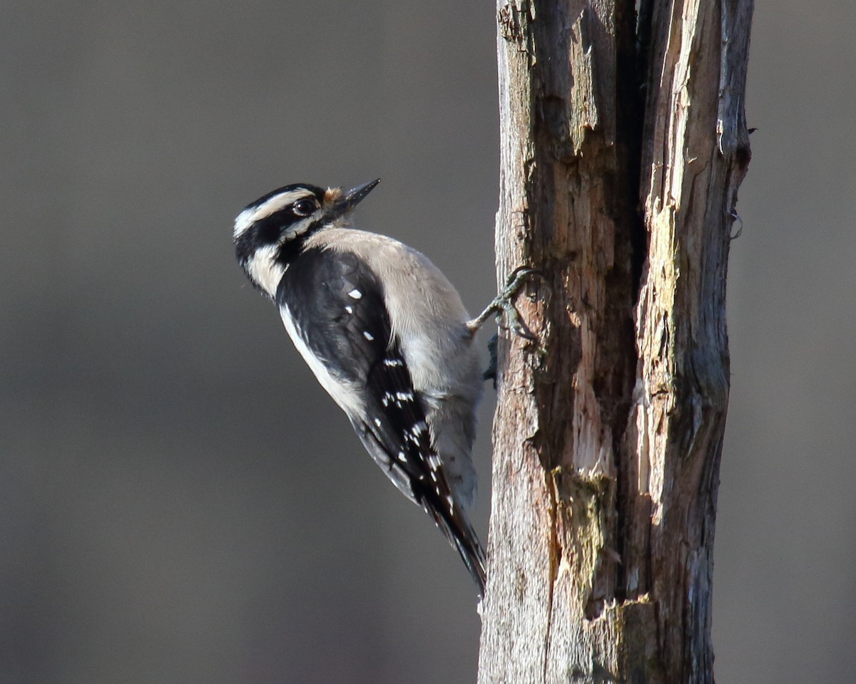 Downy Woodpecker - ML317497281