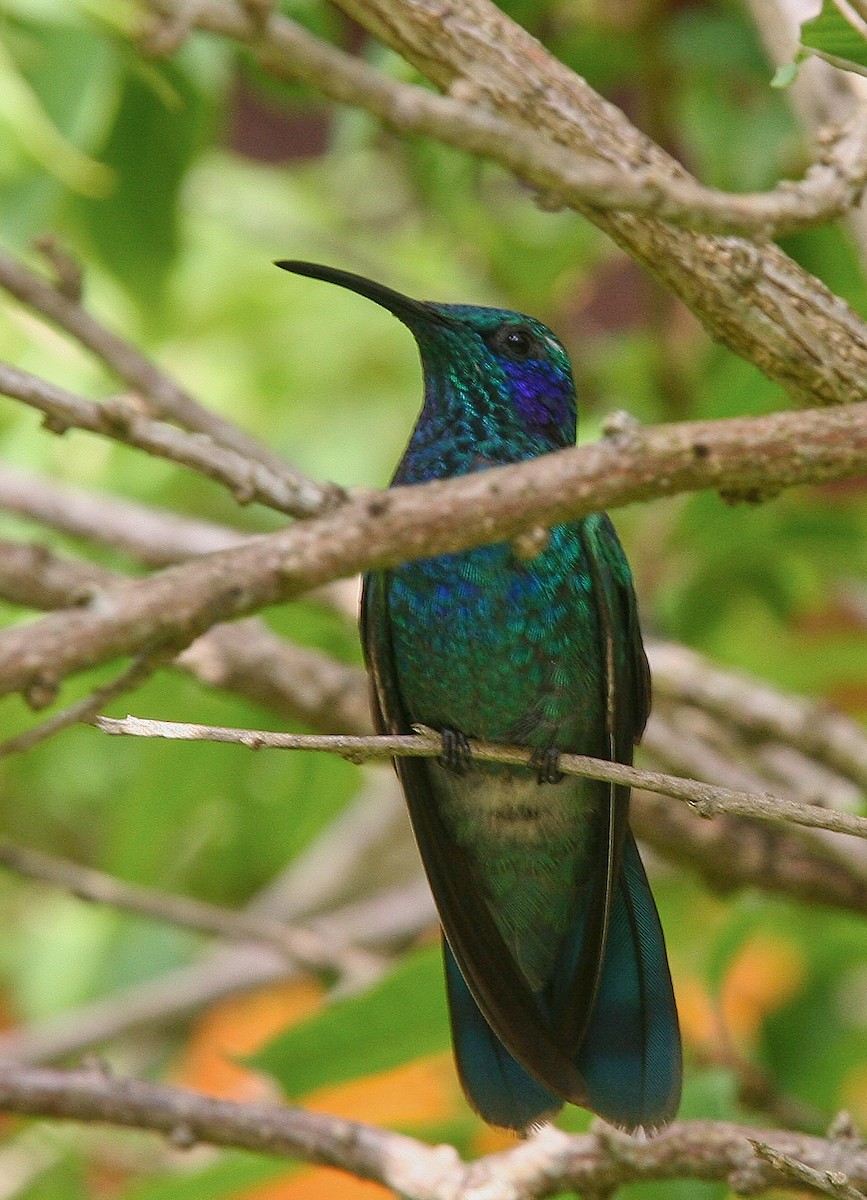 kolibřík modrouchý - ML31749821